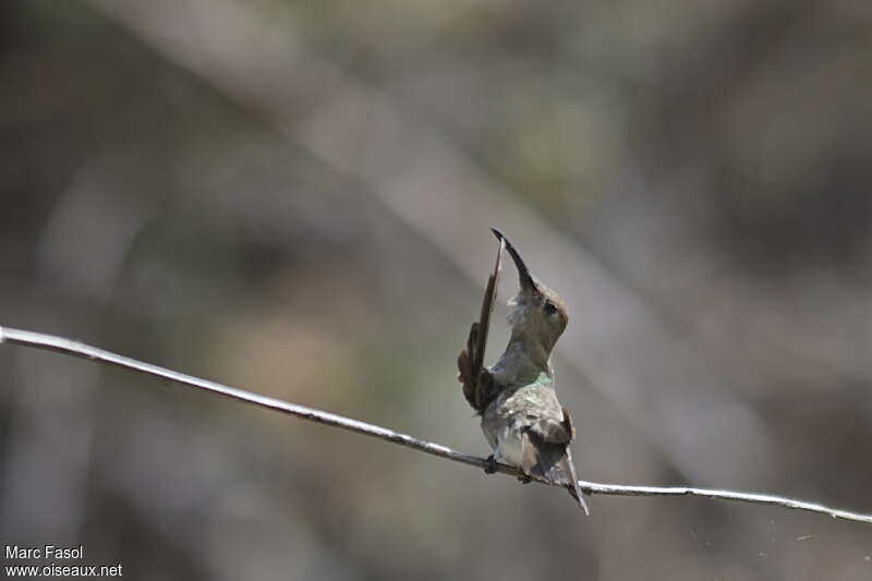 Tumbes Hummingbirdadult, identification, Behaviour