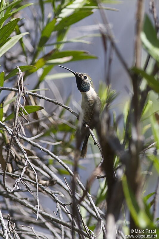 Colibri fanny mâle adulte, identification