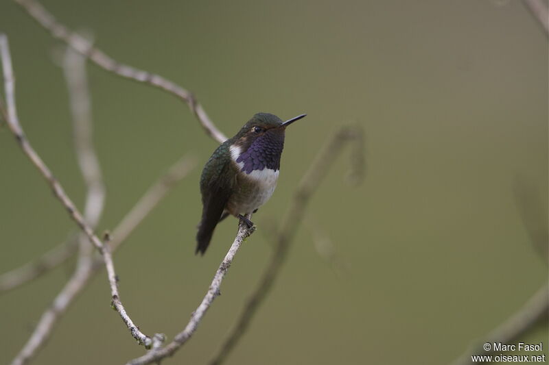 Volcano Hummingbird male adult, identification