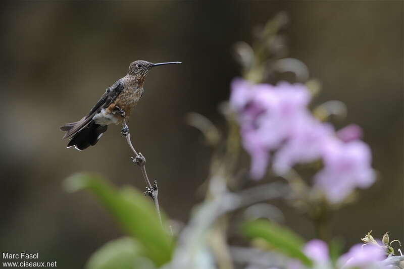 Giant Hummingbirdjuvenile, identification