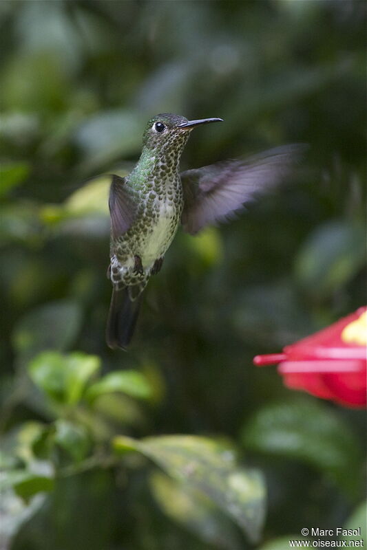Many-spotted Hummingbirdadult, identification, Flight, feeding habits