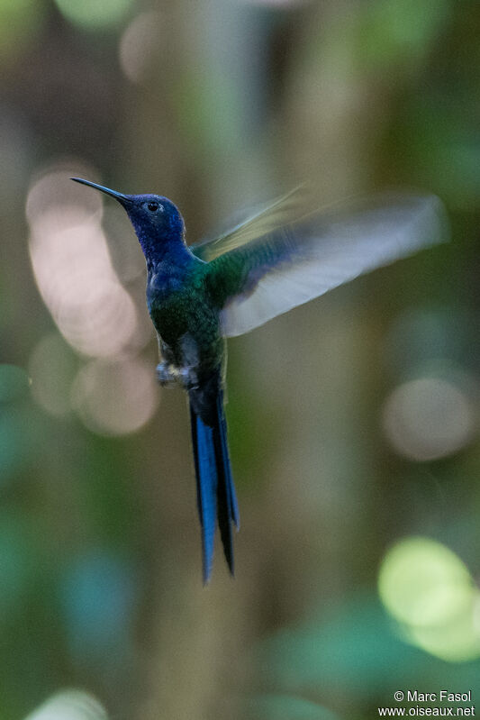 Swallow-tailed Hummingbirdadult, Flight