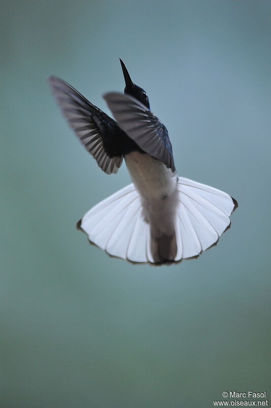 Colibri jacobin mâle adulte, Vol, Comportement