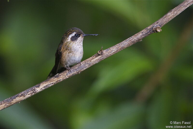Speckled Hummingbirdadult, identification
