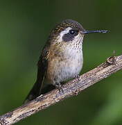 Speckled Hummingbird