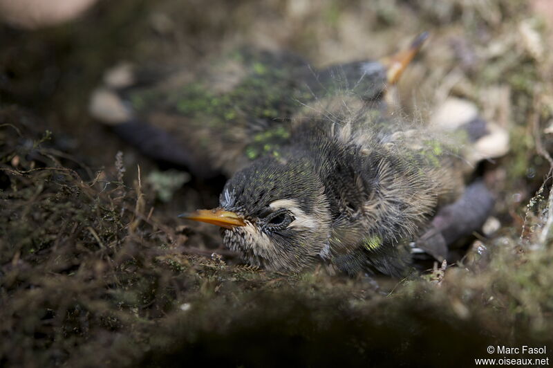 Speckled Hummingbirdjuvenile, identification, Reproduction-nesting