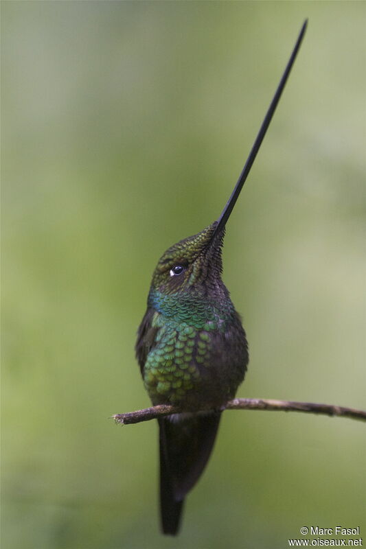 Sword-billed Hummingbird male adult, identification
