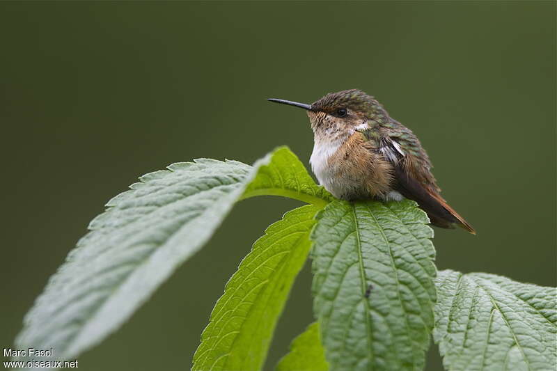Scintillant Hummingbirdimmature, identification