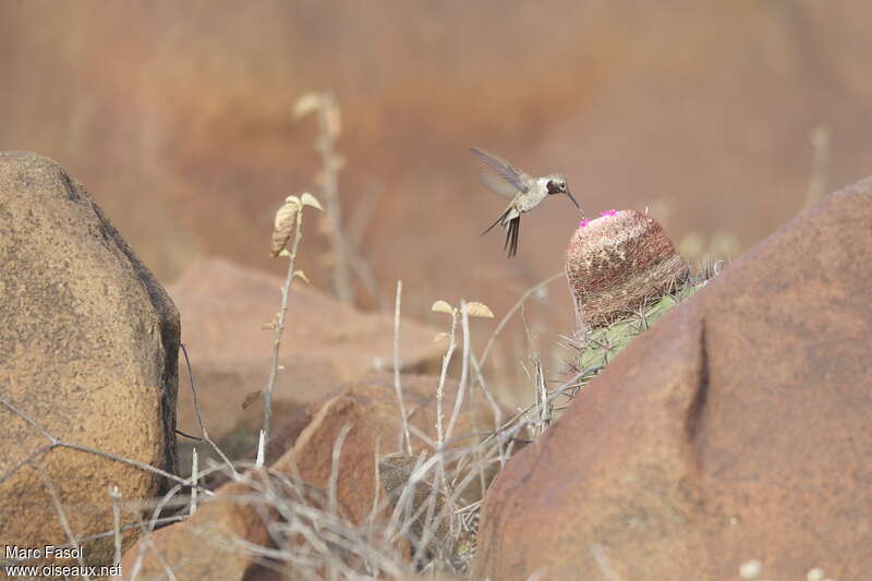 Colibri vesper mâle adulte nuptial, Vol, mange