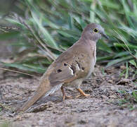 Long-tailed Ground Dove