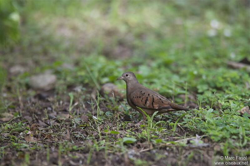 Ruddy Ground Dove female, identification