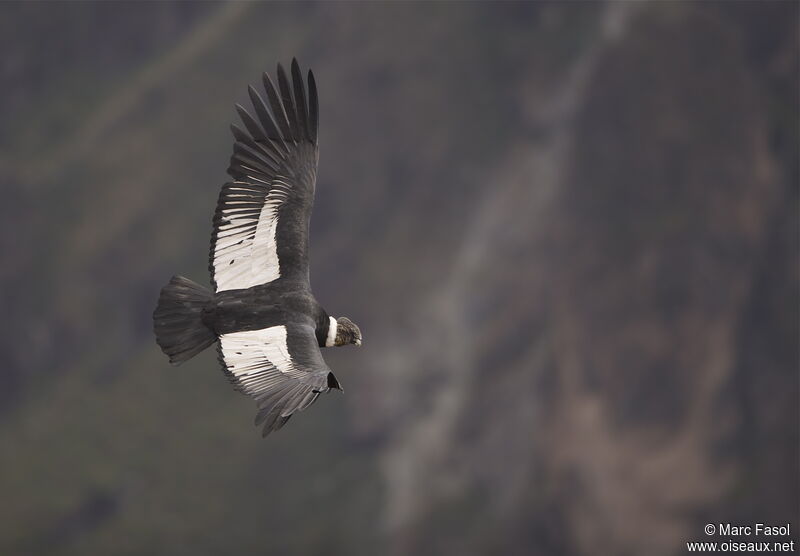 Andean Condoradult, Flight