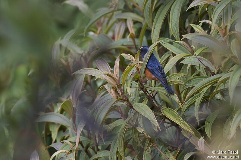 Conirostre à cape bleueadulte, identification