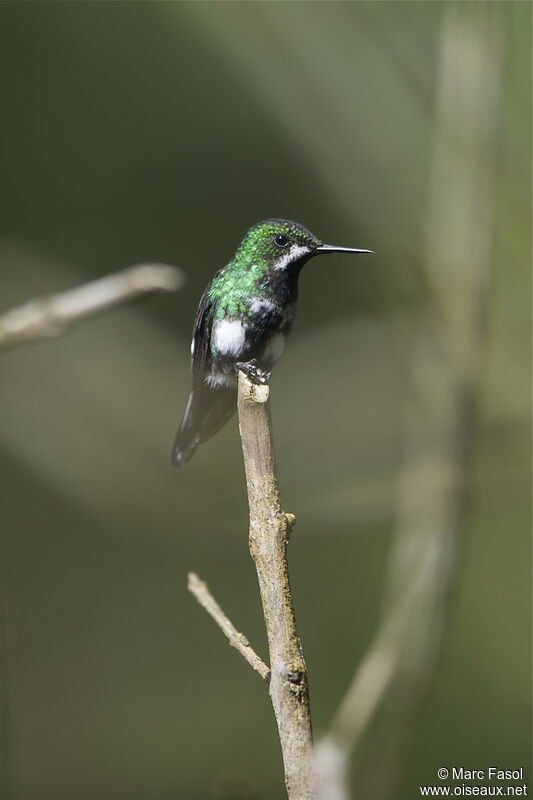 Green Thorntail female adult, identification