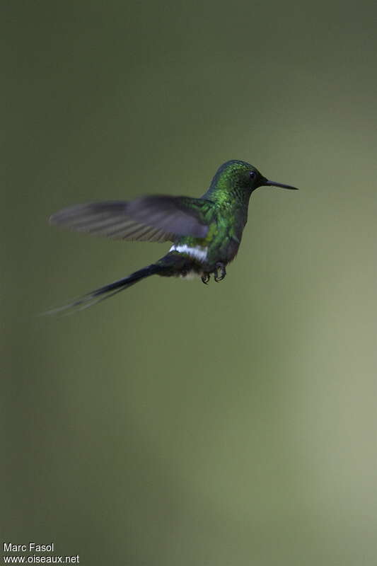 Green Thorntail male adult, Flight