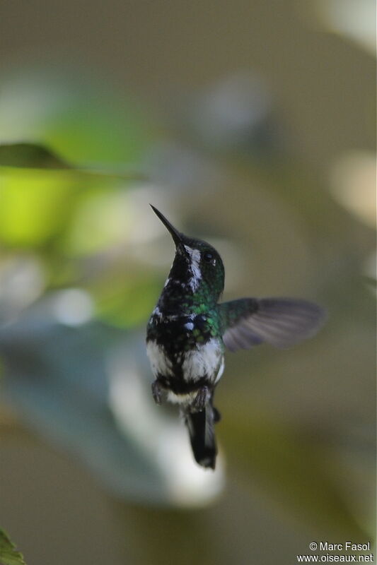 Green Thorntail female, Flight
