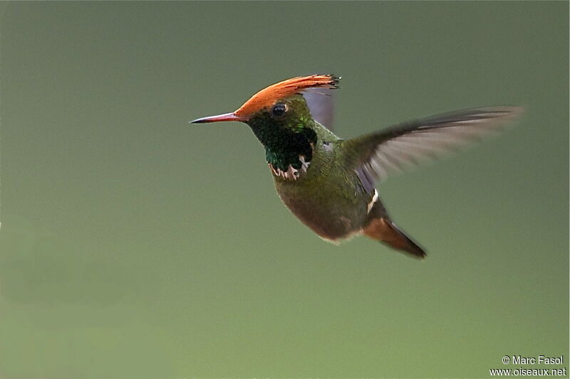 Rufous-crested Coquette male adult breeding, Flight