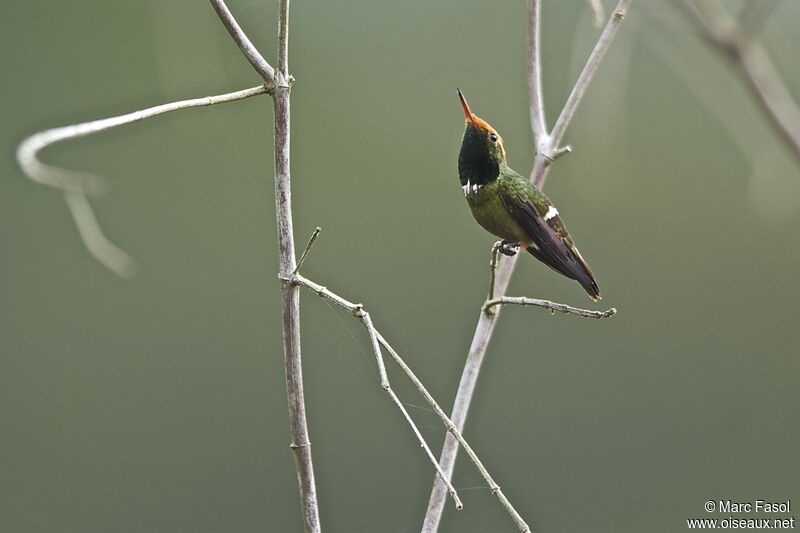 Rufous-crested Coquette male adult breeding, identification