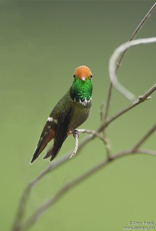 Rufous-crested Coquette male adult breeding, identification
