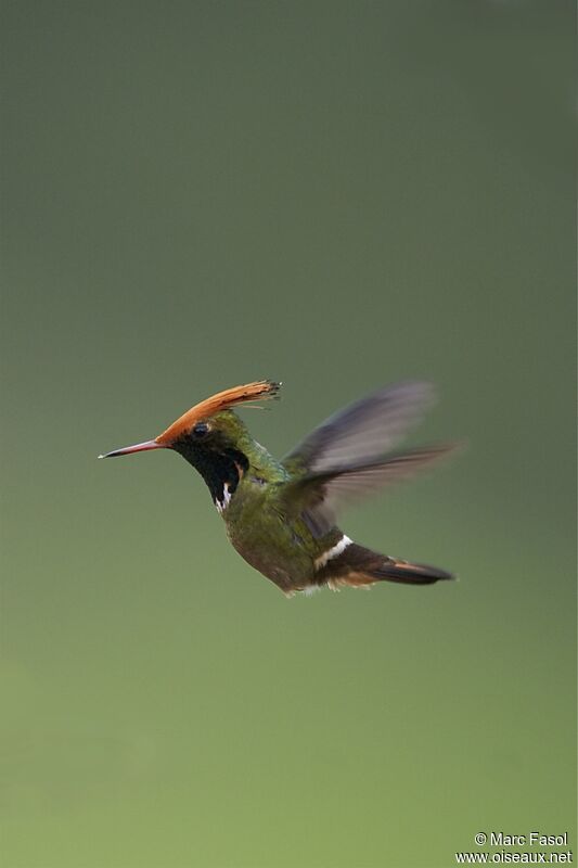 Rufous-crested Coquette male adult breeding, Flight