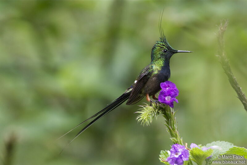 Wire-crested Thorntail male adult, identification, feeding habits, Behaviour