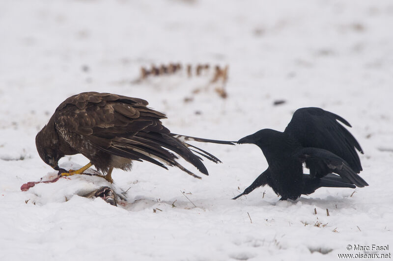 Carrion Crow, eats, parasitic reprod.