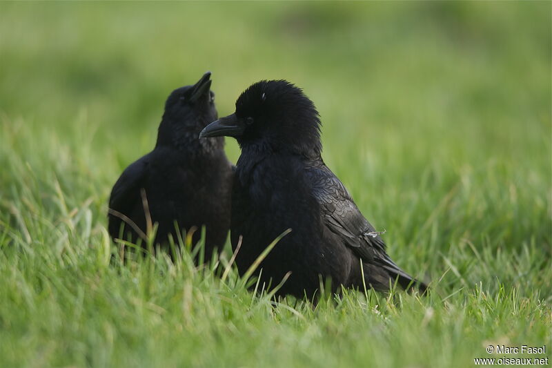Carrion Crow , Behaviour