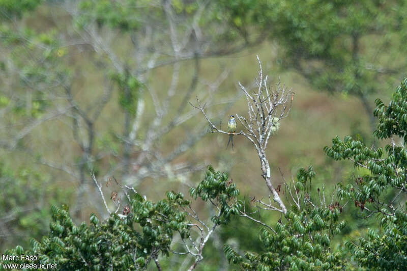 Cotinga à queue fourchue mâle adulte, habitat
