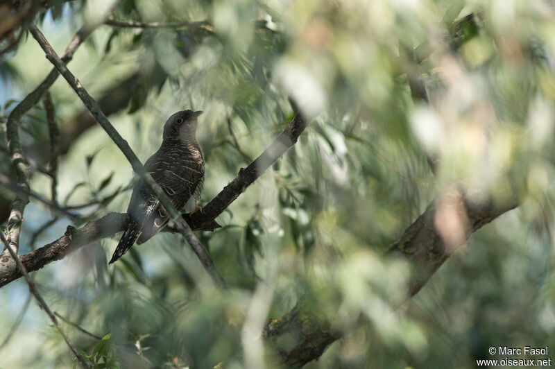 Common Cuckoojuvenile, identification
