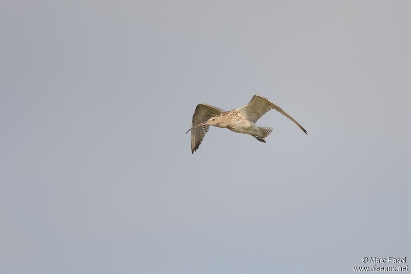 Eurasian Curlewadult, Flight