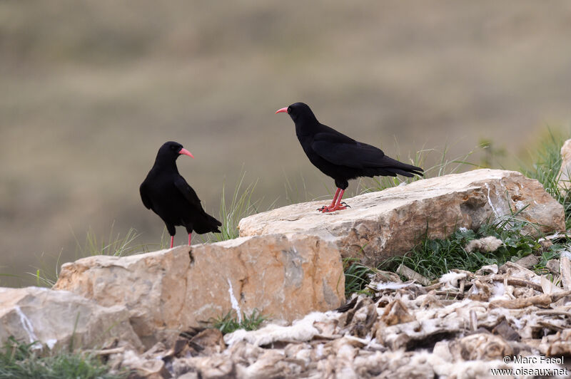 Red-billed Chough adult breeding, identification, Reproduction-nesting