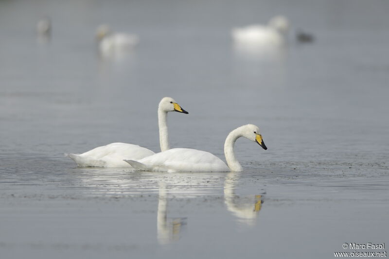 Whooper Swan adult breeding, identification