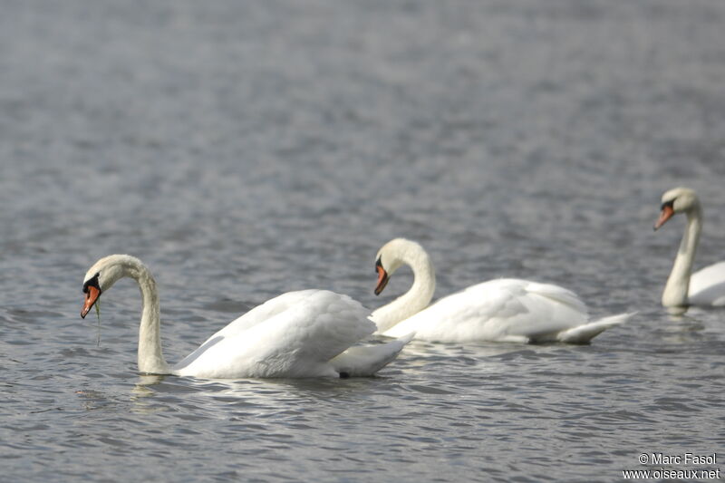 Mute Swan , identification