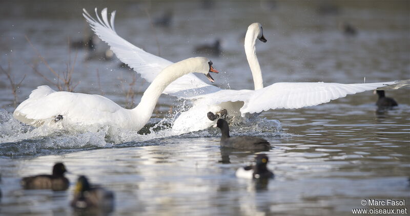 Mute Swan male, Behaviour