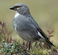 White-winged Diuca Finch