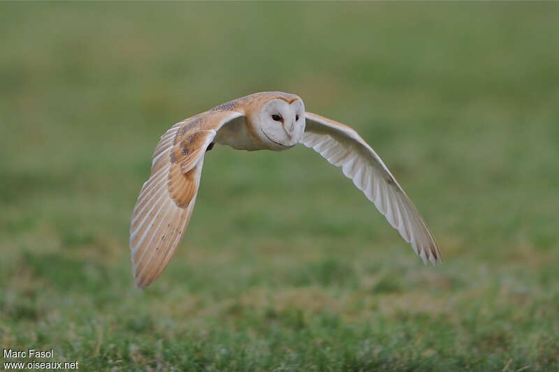 Western Barn Owl male adult, Flight
