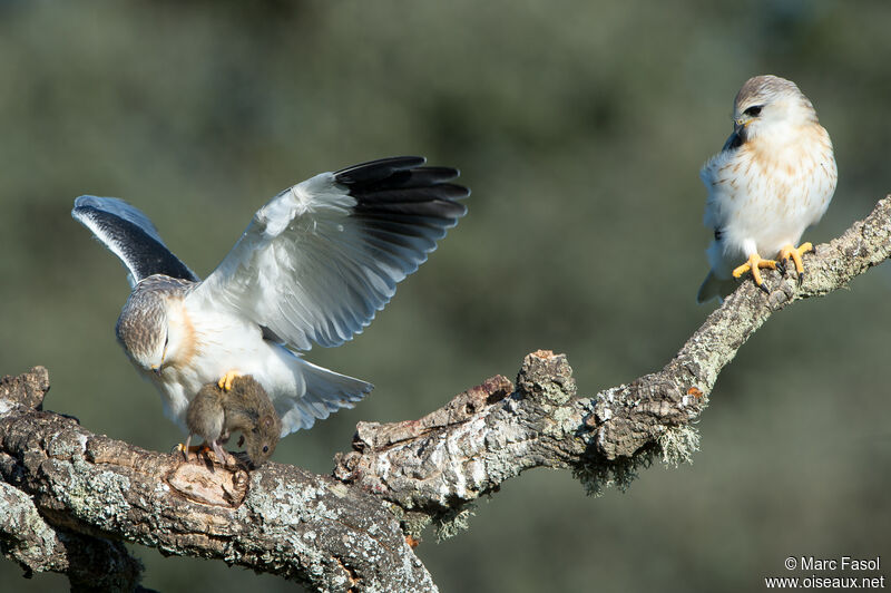Black-winged Kite, identification, feeding habits, eats