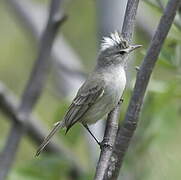 Grey-and-white Tyrannulet