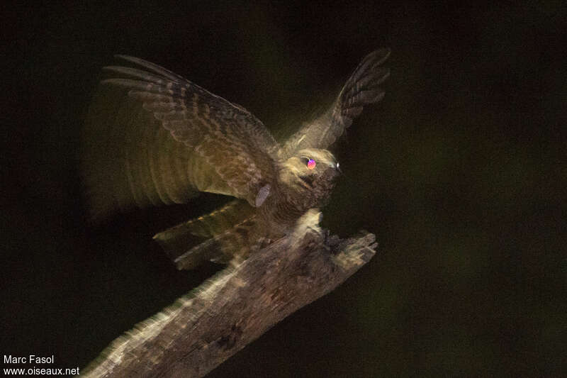Scissor-tailed Nightjar female adult, identification, Flight, fishing/hunting
