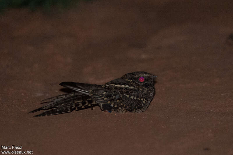 Scissor-tailed Nightjar female adult, identification