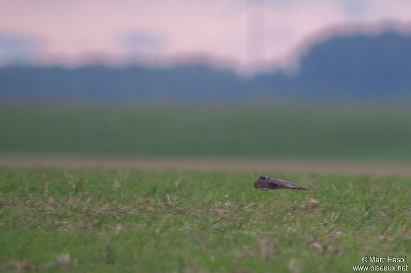 Eurasian Sparrowhawk female, Flight, fishing/hunting