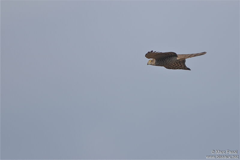 Eurasian Sparrowhawk female adult, Flight