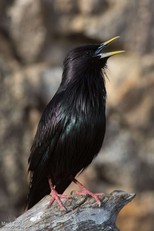 Spotless Starling male adult breeding, song