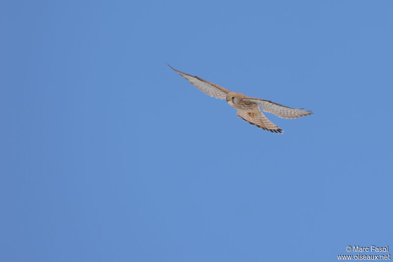 Common Kestrel female adult breeding, Flight