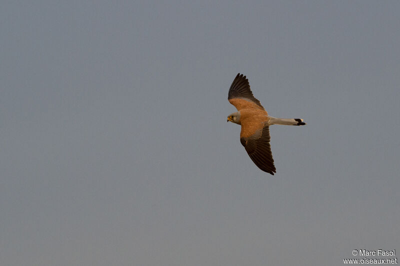 Lesser Kestrel male adult breeding, Flight