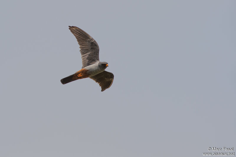 Red-footed Falcon male adult breeding, Flight
