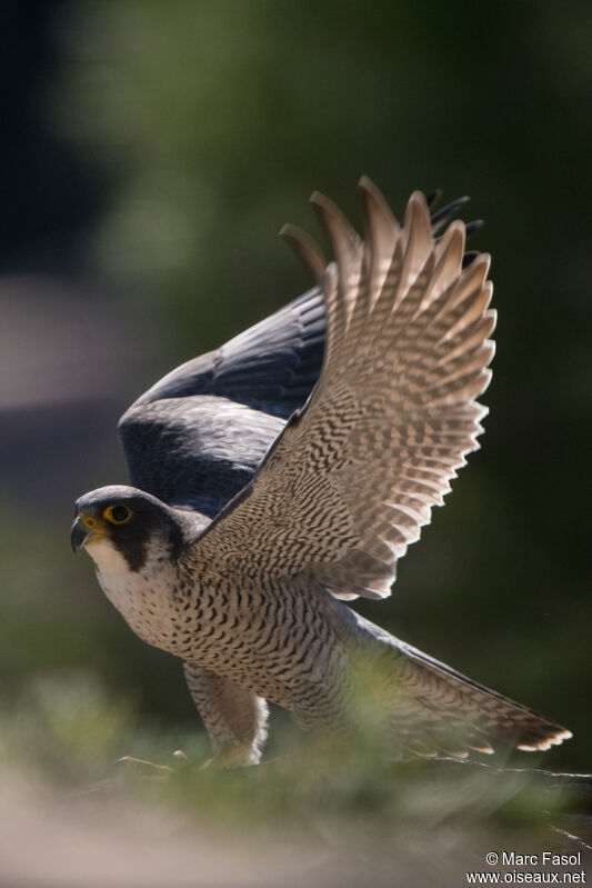 Peregrine Falcon female adult breeding, identification
