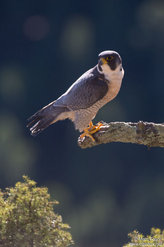 Peregrine Falcon male adult breeding, identification