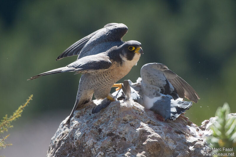 Peregrine Falcon male adult breeding, identification, feeding habits, fishing/hunting