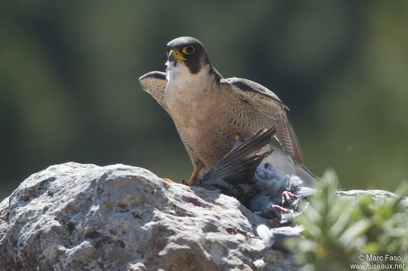 Peregrine Falcon male adult, identification, fishing/hunting